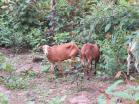 Finca de 1 hectrea en Rovira a la venta. Chiriqu
