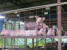 Finca autosuficiente en Venta en Chiriqu. Finca que todos desean tener!
