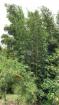 Venta de finca en Aguacate 5