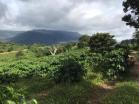 Venta de 78 HA produccion de cafe Boquete 19