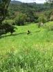 Finca Ganadera de 64 Ha con casa de campo amoblada en venta, Breñon, Renacimiento, Chiriquí 