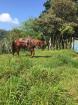 Finca Ganadera de 64 Ha con casa de campo amoblada en venta, Breñon, Renacimiento, Chiriquí 