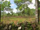 2 se vende finca en rovira chiriqui farm for sale