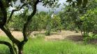 Venta de finca en Aguacate 23