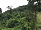 Venta Hermosa de Finca en Cerro Punta, Tierras Altas, Chiriqu 5
