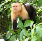 Venta de Isla con reserva natural y producción de Palma Aceitera en el Pacífico de Chiriquí. Panamá