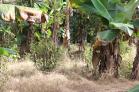 Lote de 820 m2 en venta en San Pablo, Chiriqu
