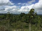 Venta e Finca en Volcan. Ideal para hacer su casa al gusto. Chiriqu, Panam