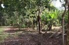 Lote de 820 m2 en venta en San Pablo, Chiriqu