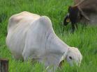 Finca autosuficiente en Venta en Chiriqu. Finca que todos desean tener!