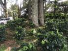 Venta de 78 HA produccion de cafe Boquete 7