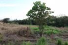 Se vende lote en Algarrobos colindante a una barriada. Chiriqu
