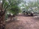 Venta de Isla con reserva natural y producción de Palma Aceitera en el Pacífico de Chiriquí. Panamá