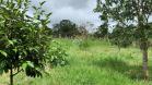Venta de finca en Aguacate 25