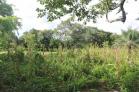Se vende finca de 1 Hectrea ideal para lotificar. Chiriqu