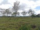 13 HA en Potrerillos Abajo completamente plana y con agua viva todo el año, Chiriquí, Panamá