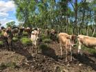 Finca San Vicente4