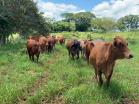 Venta de finca en zambrano 15