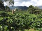 Venta de 78 HA produccion de cafe Boquete 18