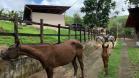 Finca Ganadera de 64 Ha con casa de campo amoblada en venta, Breñon, Renacimiento, Chiriquí 