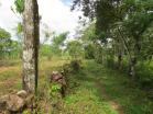 Finca de 1 hectrea en Rovira a la venta. Chiriqu