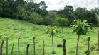 Finca Ganadera de 64 Ha con casa de campo amoblada en venta, Breñon, Renacimiento, Chiriquí 