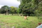 Se vende lote de 4,000 m2 en San Carlos. Chiriqu