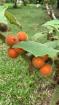 Venta de finca en Aguacate 18