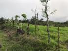 Venta de finca en caisan 6
