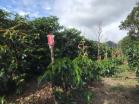 Venta de 78 HA produccion de cafe Boquete 15