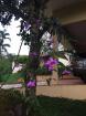 Finca Ganadera de 64 Ha con casa de campo amoblada en venta, Breñon, Renacimiento, Chiriquí 