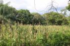 Se vende finca en Volcn a 25 minutos del Pueblo! Chiriqu