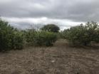 Venta de Finca en Bgala 2