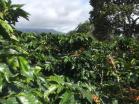 Venta de 78 HA produccion de cafe Boquete 12