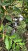 Venta de finca en Aguacate 29