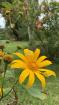 Venta de finca en Aguacate 16