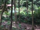 Venta de finca en Cerro Punta 2