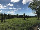 Finca San Vicente3