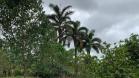 Venta de finca en Aguacate 26