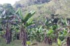 Se vende finca en Volcn a 25 minutos del Pueblo! Chiriqu