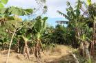 Lote de 820 m2 en venta en San Pablo, Chiriqu