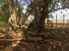 Venta de lote amplio en San Pablo con 4,656 m2. Chiriquí
