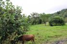 Se vende lote de 4,000 m2 en San Carlos. Chiriqu