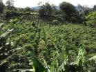 Venta de 78 HA produccion de cafe Boquete 27