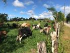 Finca San Vicente2