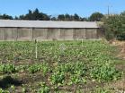 Finca en Palmira 2