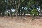 Se alquila lote de 1,100 m2 en esquina $250.00. Chiriqu