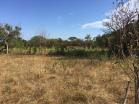 Venta de lote de 2,000 m2 en EL Flor de Dolega. Chiriqu