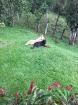 Finca Ganadera de 64 Ha con casa de campo amoblada en venta, Breñon, Renacimiento, Chiriquí 