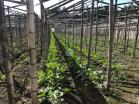 Finca en Palmira 5